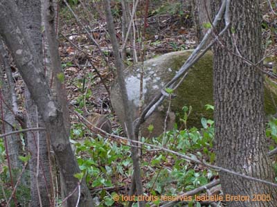 Une marmotte en ville